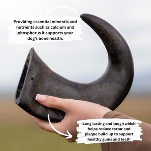 Large buffalo horn