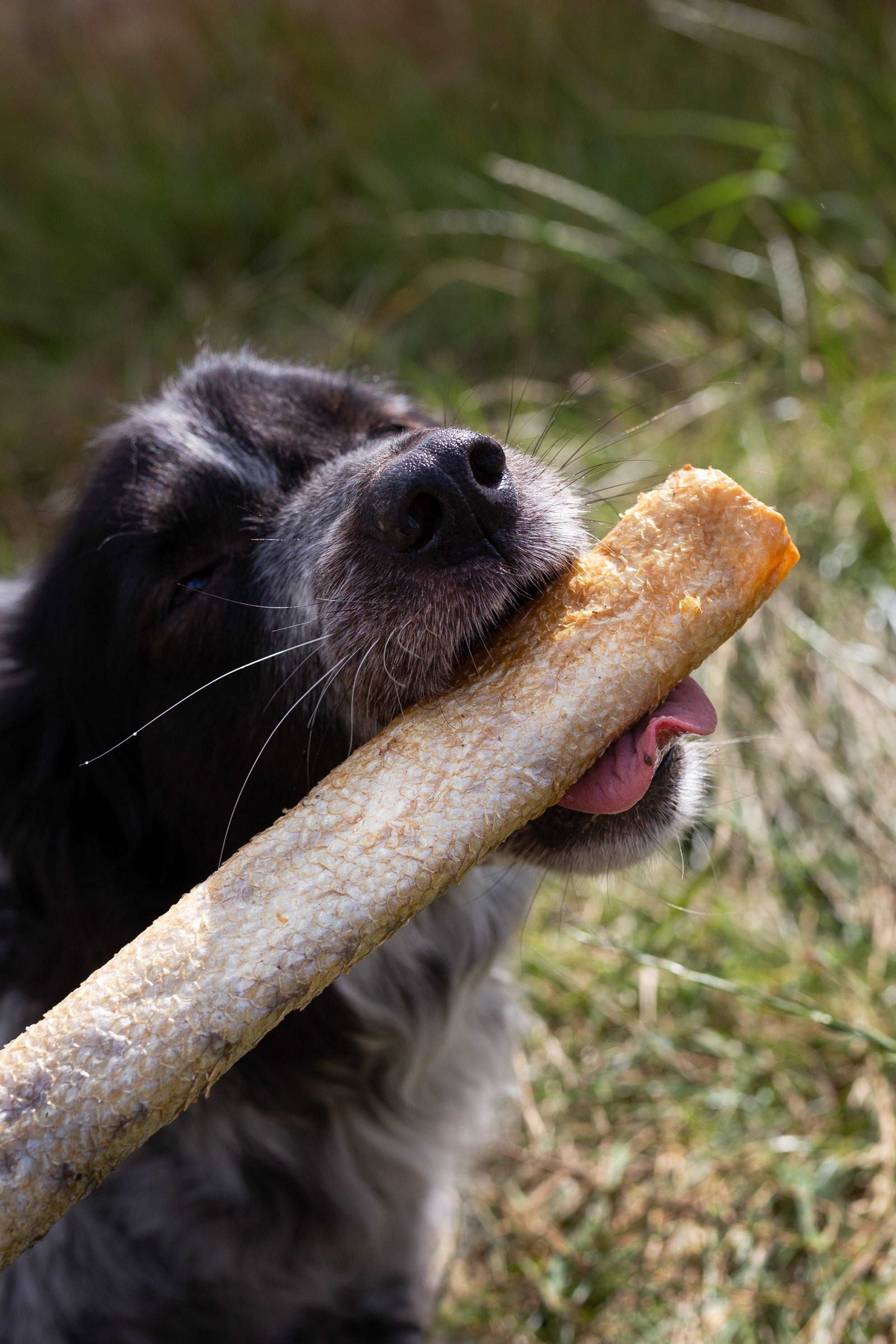 salmon skin roll, natural dog treat, high in omega