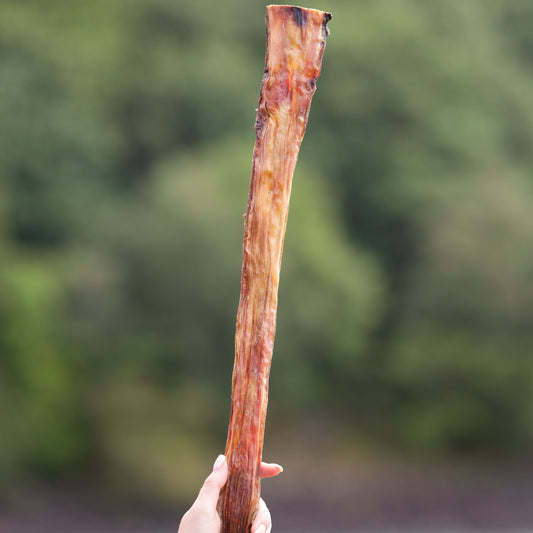 Jumbo buffalo Biltong (approx 50cm)