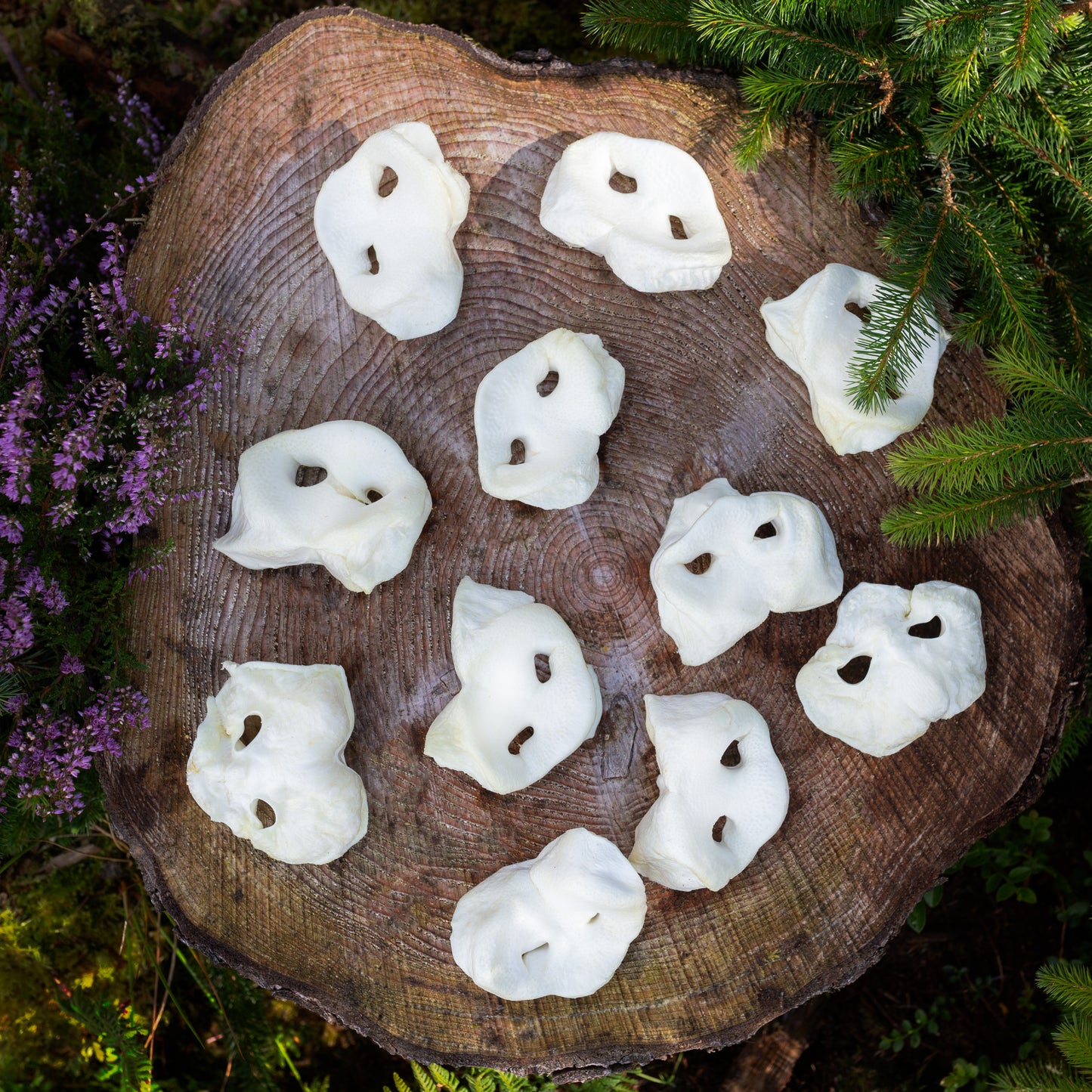 puffed pig snout dog treat on a tree trunk