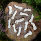 hairy rabbit feet dog treats on a tree trunk