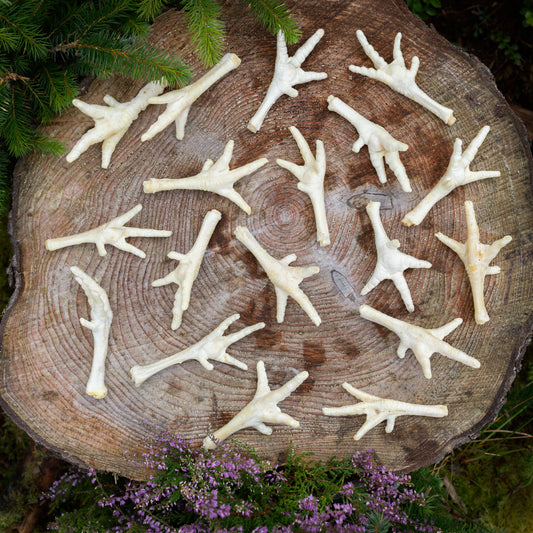 puffed chicken dog treat on a tree trunk