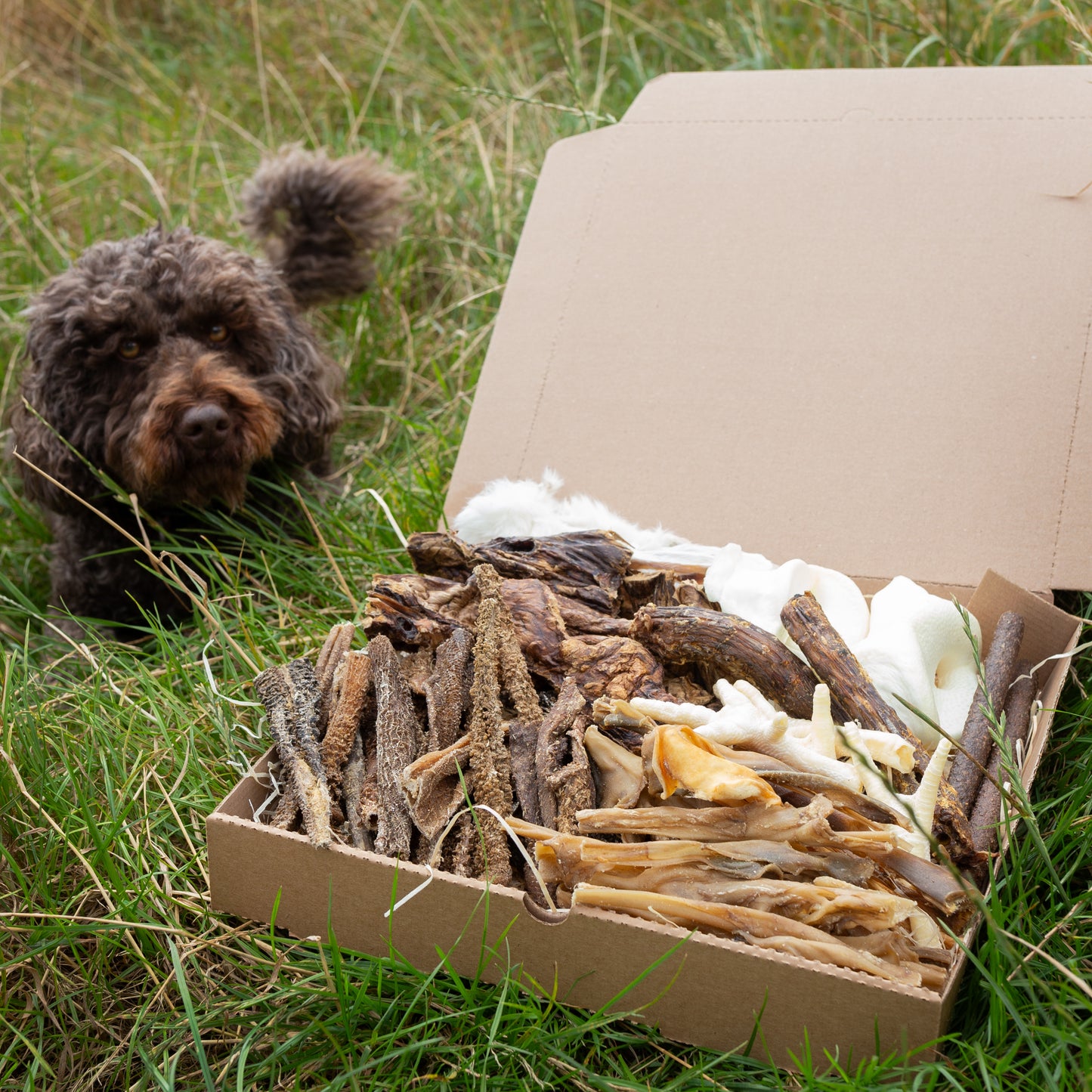 a cockapoo dog sat next to a natural treat box