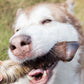 Hairy goat feet natural dog treat