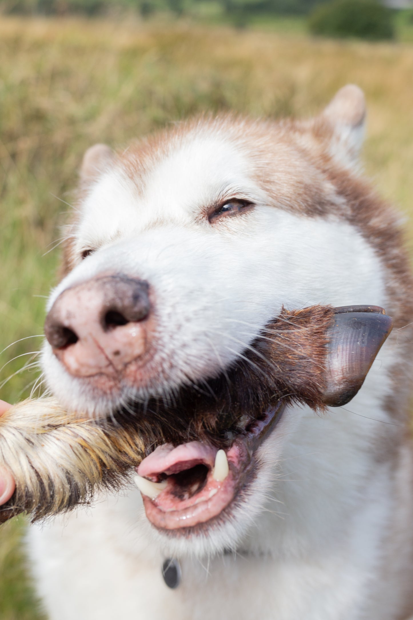 Hairy goat feet natural dog treat