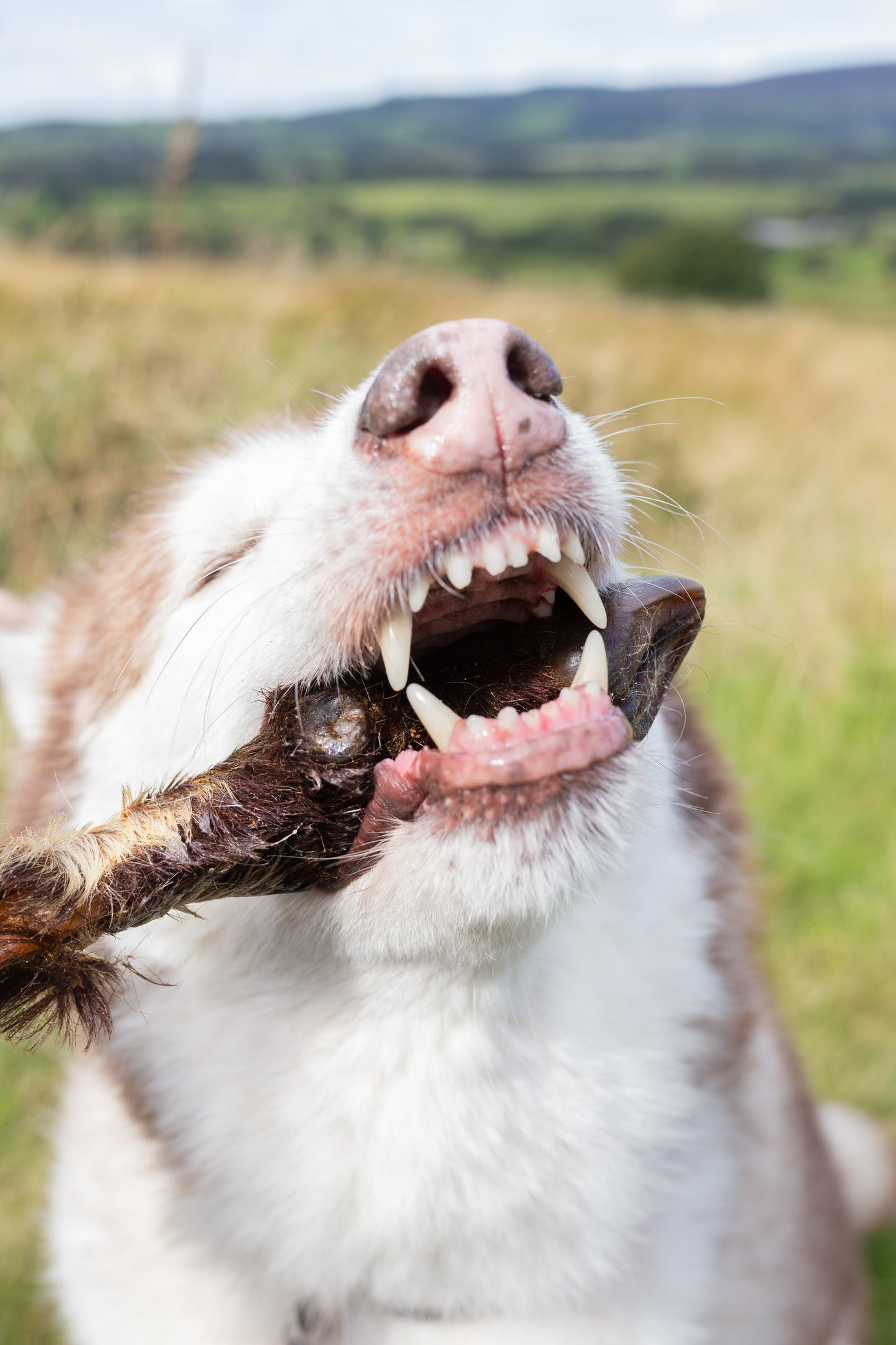 Hairy goat feet natural dog treat