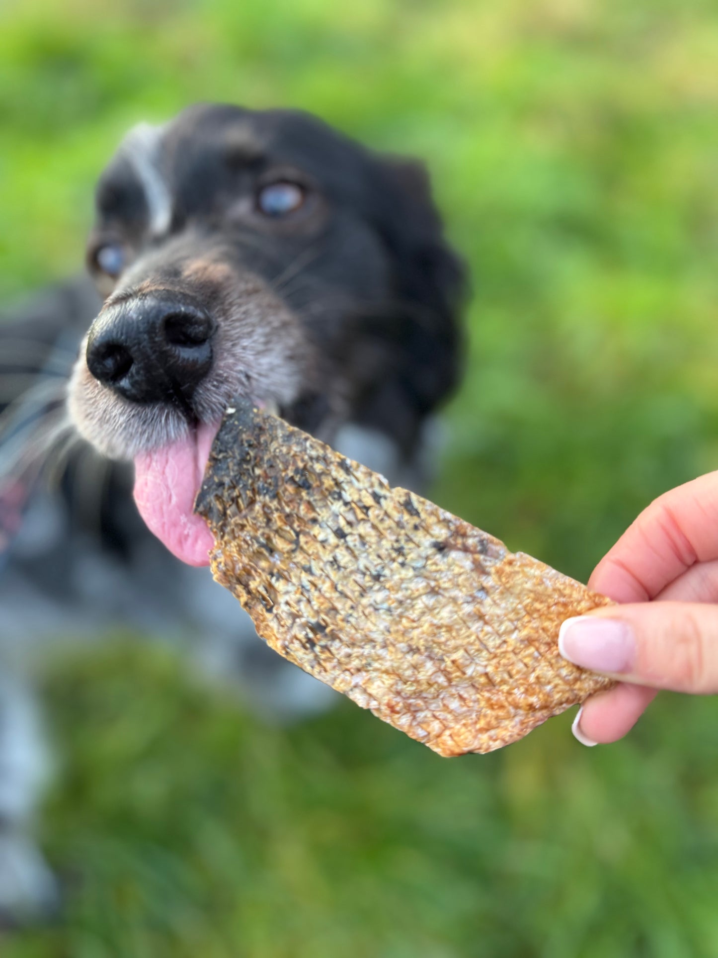 Scottish Salmon Skin Crisps