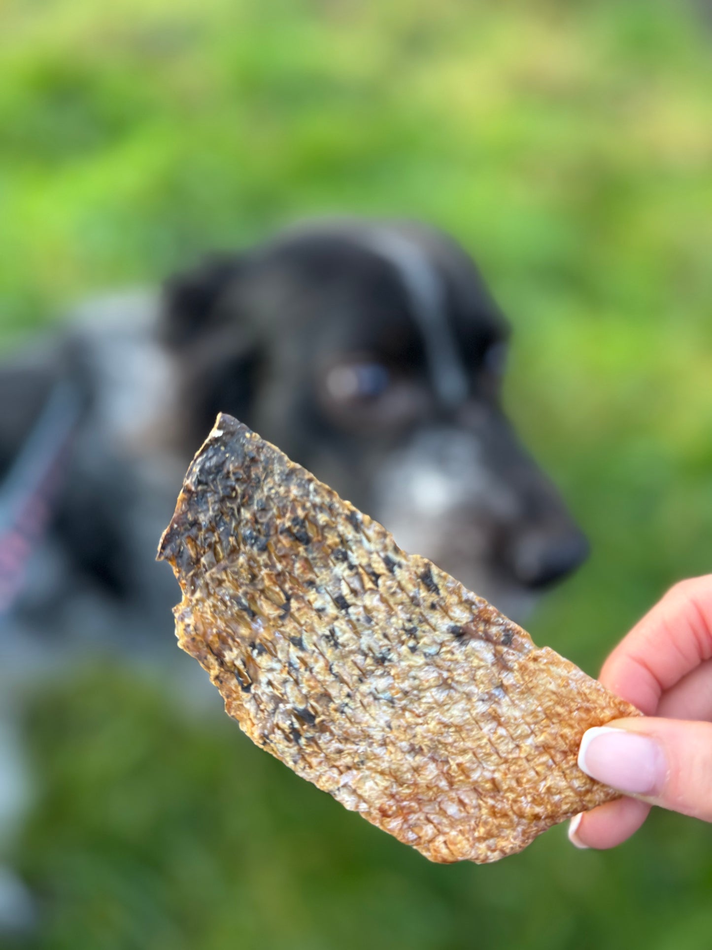 Scottish Salmon Skin Crisps