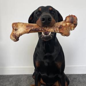 Large ostrich bone (dino bone)