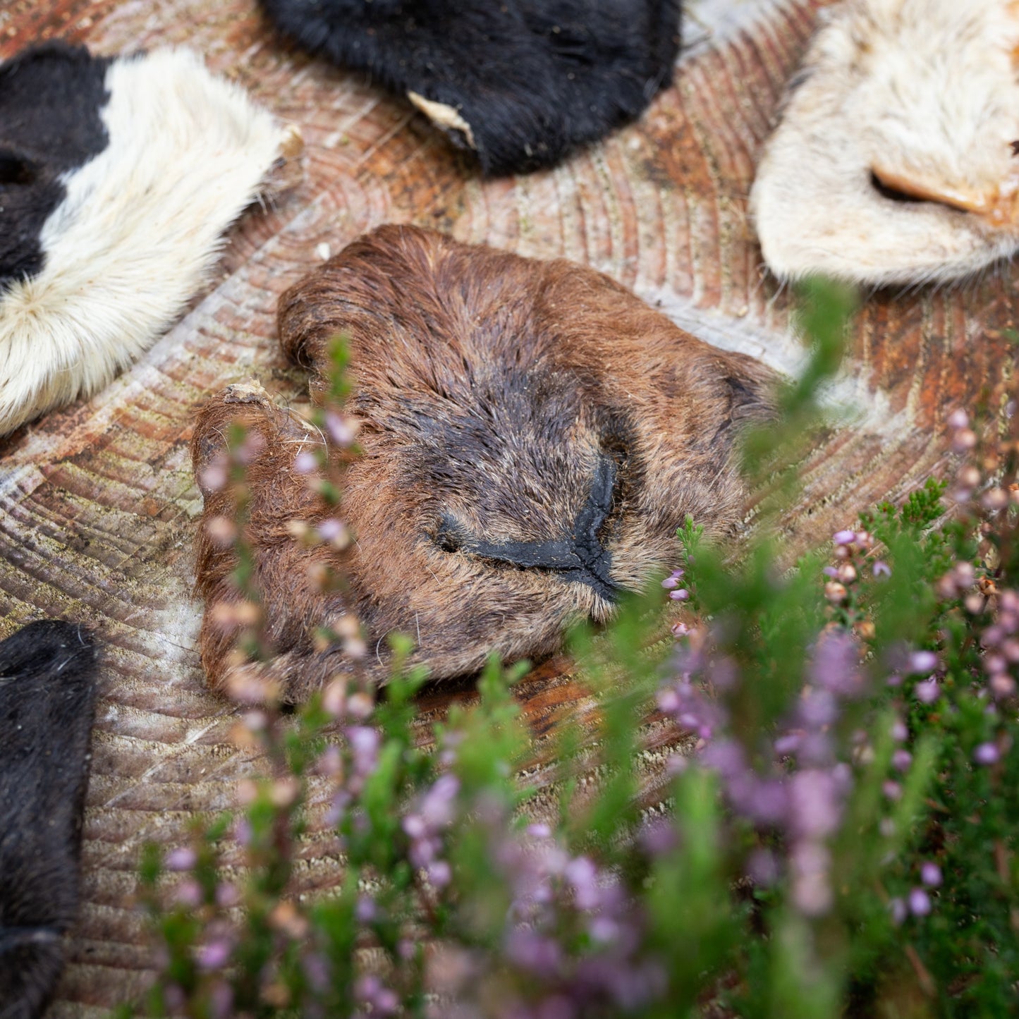 Hairy goat snout