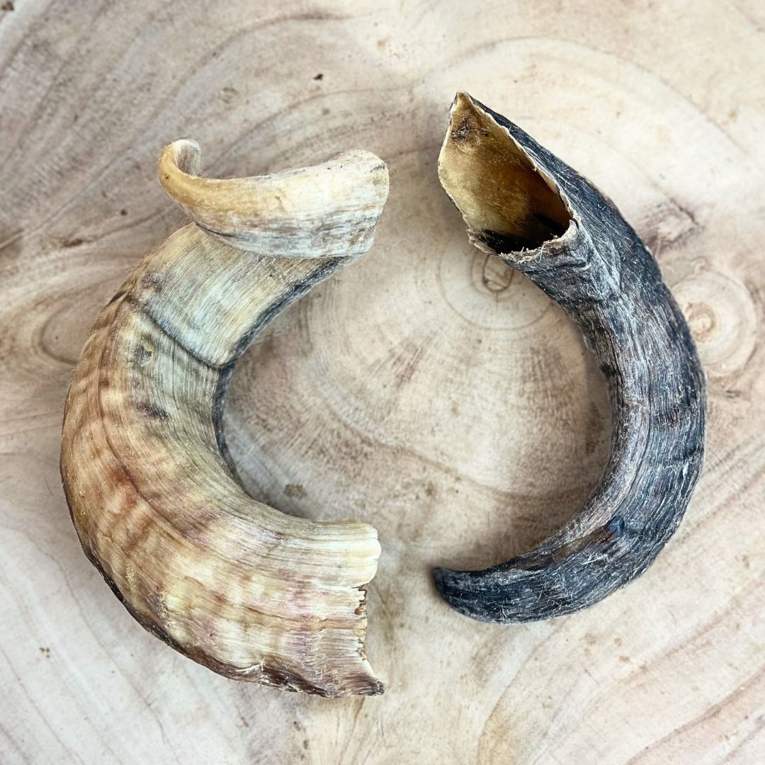 Lamb Horn, Long Lasting Dog Treat